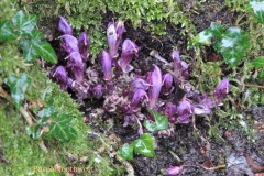 Purple Toothwort (Lathraea clandestina), Thorpe Perrow