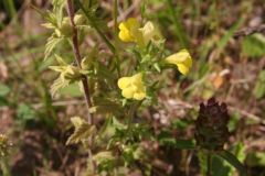 Yellow Bartsia (Parentucellia viscosa), Hatfield Moors