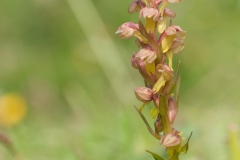 Frog Orchid (Coeloglossum viride), Slatey nr Bonsal, Derbys.