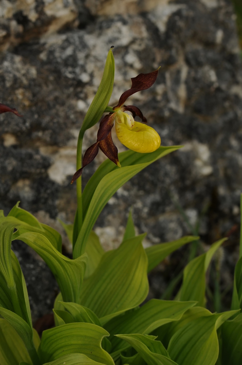 Lady's-slipper Orchid (Cypripedium calceolus), Gait Barrows NNR, Lancs.