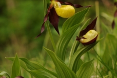 Lady's-slipper Orchid (Cypripedium calceolus), Gait Barrows NNR, Lancs.