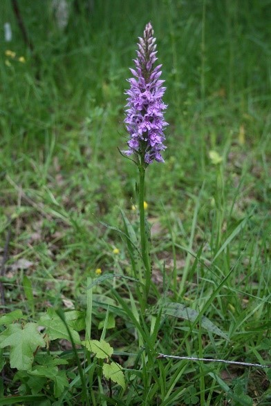 Common Spotted-orchid (Dactylorhiza fuchsia), Sprotbrough.