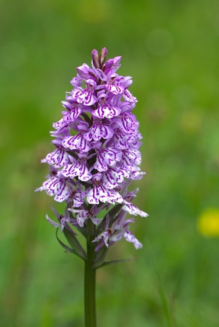 Heath Spotted-orchid (Dactylorhiza maculata), Anston Wood.