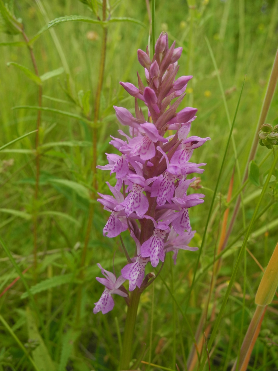 Southern Marsh Orchid (Dactylorhiza praetermissa), Pleasley Country Park, Derbys.