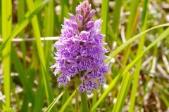 Common Spotted Orchid (Dactylorhiza fuchsii), YWT Brockadale.