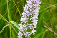 Common Spotted Orchid (Dactylorhiza fuchsii, YWT Potteric Carr.