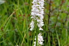 Common Spotted Orchid (Dactylorhiza fuchsii), white form, Lindrick.