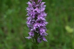 Common Spotted-orchid (Dactylorhiza fuchsia), Sprotbrough.