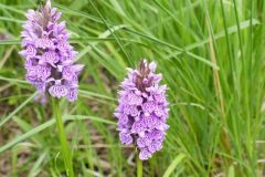 Common Spotted Orchid (Dactylorhiza fuchsii), Thorne Moor.