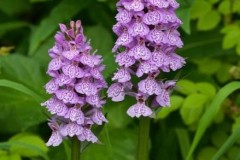 Heath Spotted-orchid (Dactylorhiza maculata), Anston Wood.