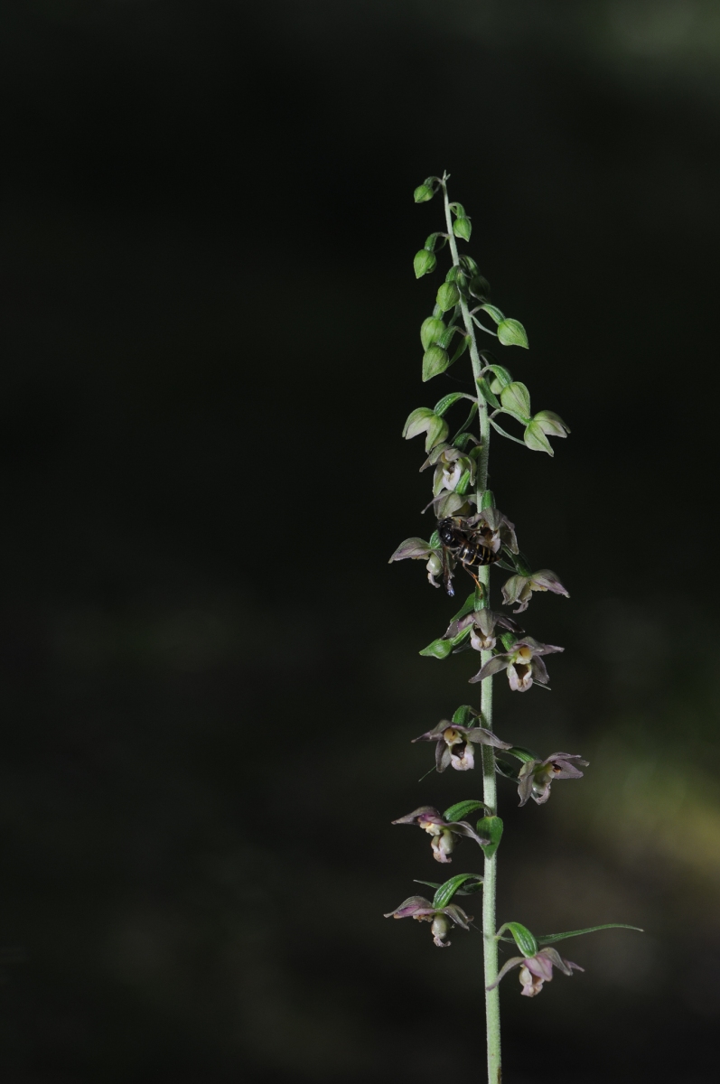 Broad-leaved Helleborine (Epipactis helleborine), Gamston Wood, Notts.