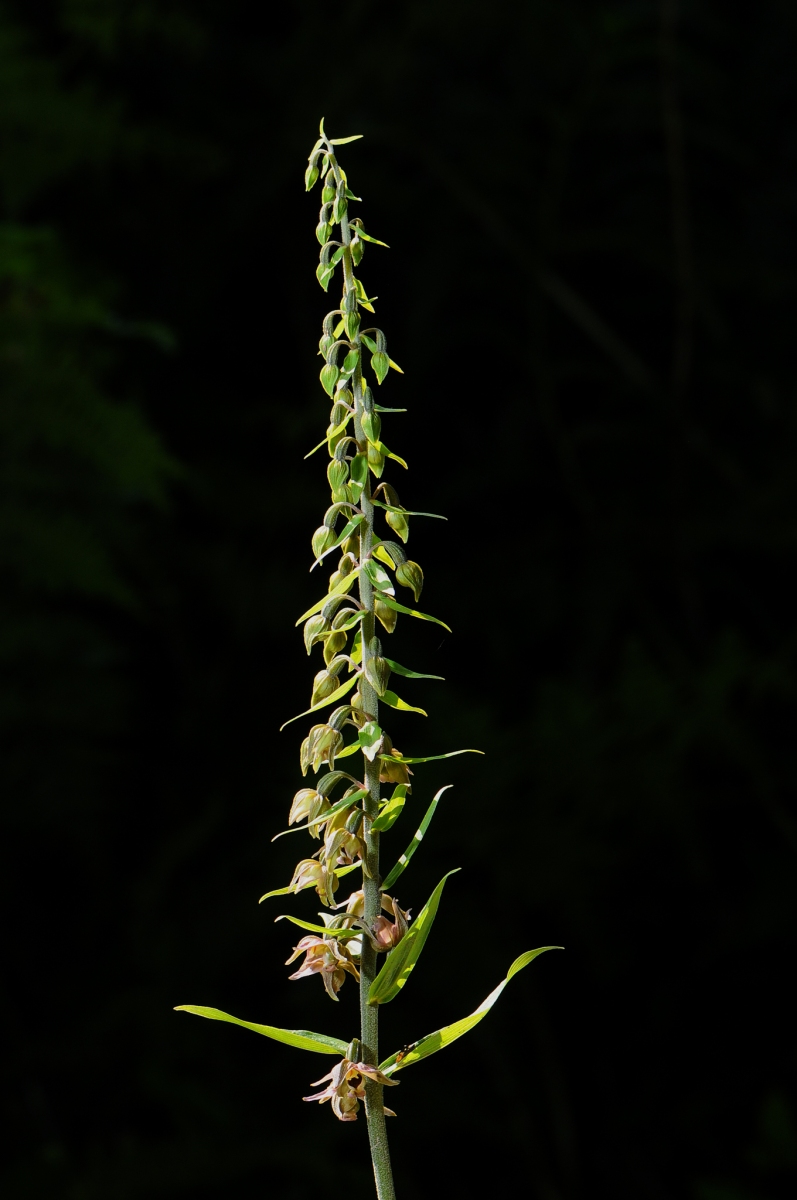 Broad-leaved Helleborine (Epipactis helleborine), Eatton Wood, Notts.