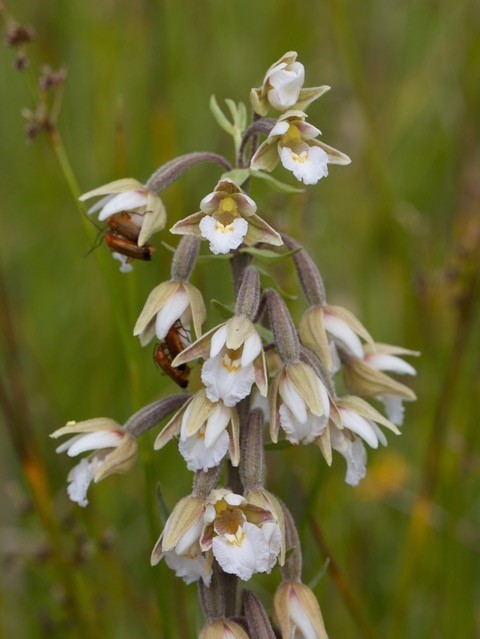 Marsh Helleborine (Epipactis palustris), light colour form, Rimac,