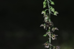 Broad-leaved Helleborine (Epipactis helleborine), Gamston Wood, Notts.