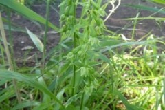 Green-flowered Helliborine (Epipcatis phyllanthes), Cusworth Park.