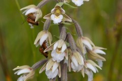 Marsh Helleborine (Epipactis palustris), light colour form, Rimac,