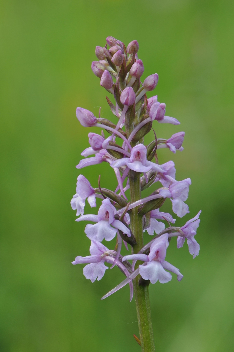 Fragrant Orchid (Gymnadenia conopsea), Barnack Hills & Holes, Cambs.