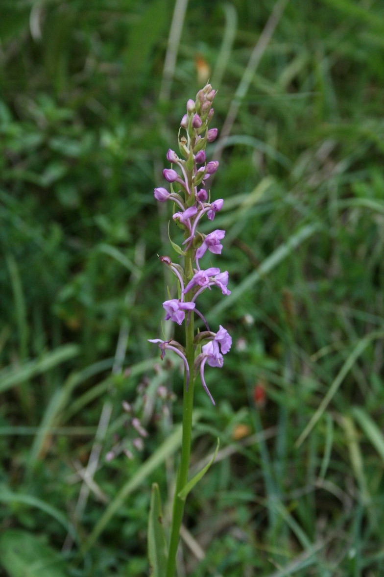 Fragrant Orchid (Gymnadenia conopsea), Cressbrookdale, Derbyshire.