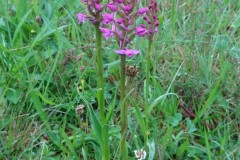 Fragrant Orchid (Gymnadenia conopsea), Bishop Middleham Quarry