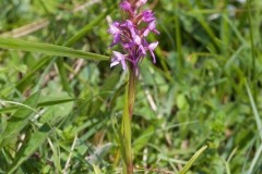 Fragrant Orchid (Gymnadenia conopsea), YWT Ledsham Banks