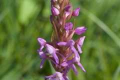 Fragrant Orchid (Gymnadenia conopsea), YWT Ledsham Banks