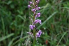 Fragrant Orchid (Gymnadenia conopsea), Cressbrookdale, Derbyshire.