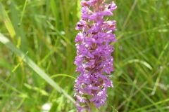 Fragrant Orchid (Gymnadenia conopsea), Thorne Moor.