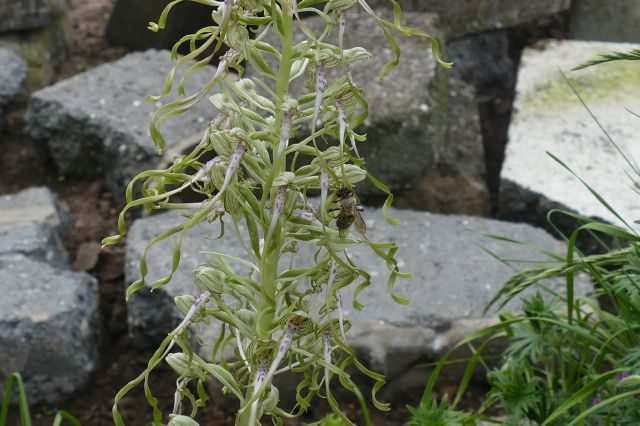 Lizard Orchid (Himantoglossum hircinum), Doncaster.