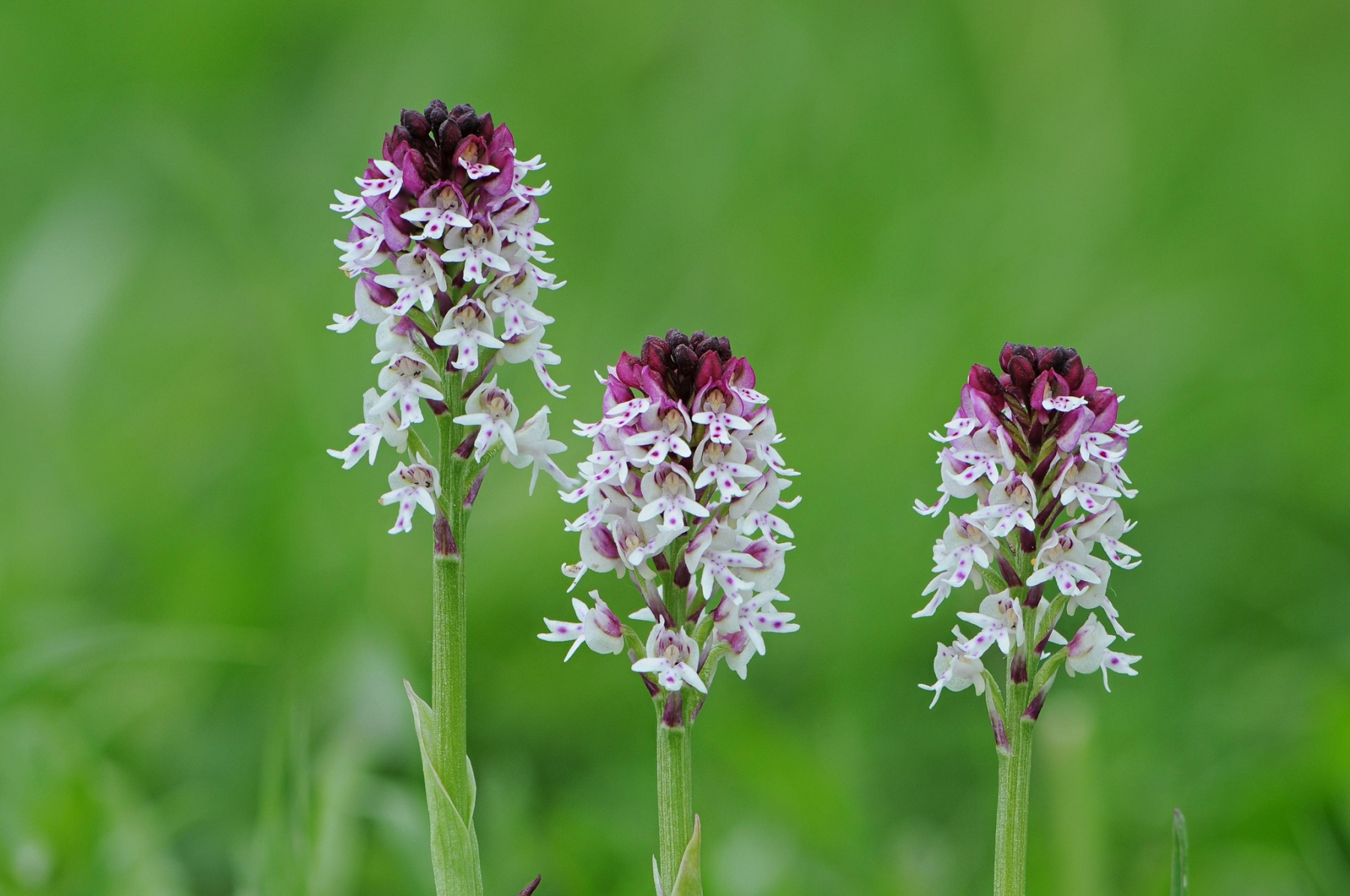 Burnt-tip Orchid (Neotinia ustulata), The Glebe, Wensley, Yorks.
