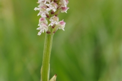 Burnt-tip Orchid (Neotinia ustulata), The Glebe, Wensley, Yorks.