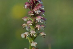 Burnt-tip Orchid (Orchis ustulata), Pickering.