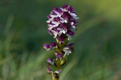 Burnt-tip Orchid (Orchis ustulata), Pickering.