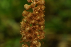 Bird's Nest Orchid (Neottia nidus-avis), Whitwell Wood, Derbys.