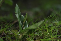 Common Twayblade (Neottia ovata). Danes Hill NR, Notts.