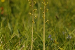 Common Twayblade (Neottia ovata). Clarborough, Notts.