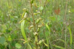 Common Twayblade (Listera ovata), Sproborough.