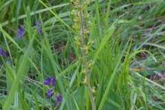 Common Twayblade (Neottia ovata), Eaton and Gamston Woods.