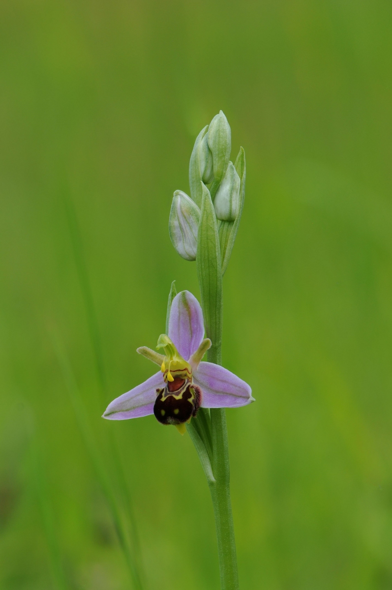 Bee Orchid - (Ophrys apifera), Barnack Hills & Holes, Cambs.