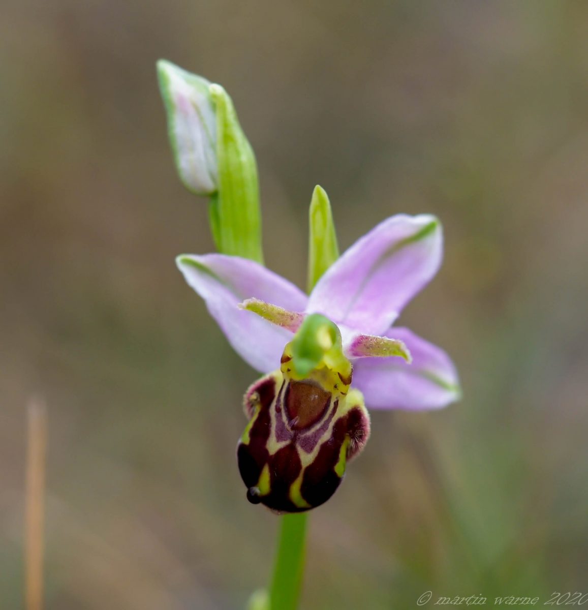 Bee Orchid (Ophrys apifera), Thorne Moor.
