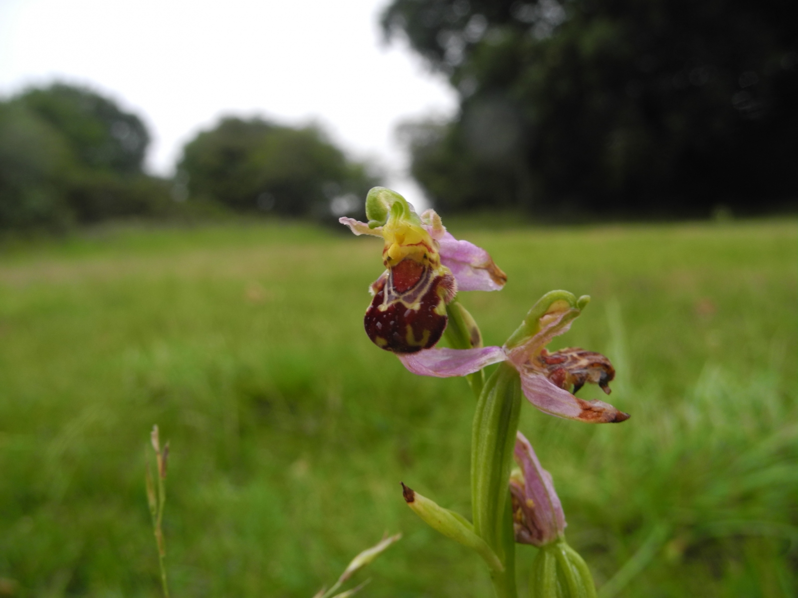 Bee Orchid (Ophrys apifera), Lindrick Common, Yorks