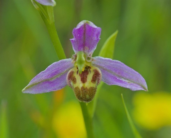 Bee Orchid (Ophrys apifera v. belgarum), Lindrick.