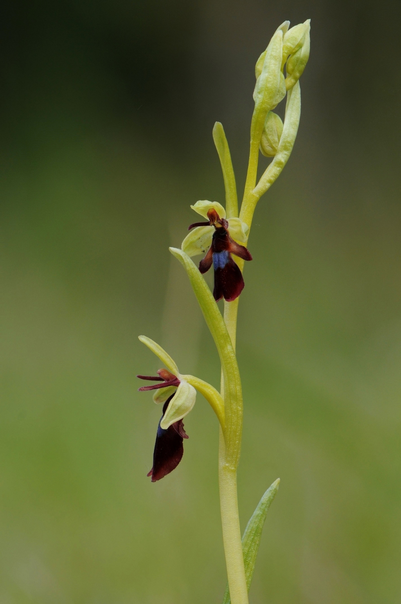 Fly Orchid (Ophrys insectifera), Gait Barrows NNR, Lancs.