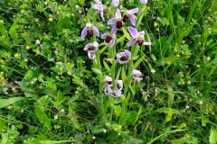 Bee Orchids (Ophrys apifera), Manver’s Way, Old Moor.