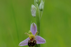 Bee Orchid - (Ophrys apifera), Barnack Hills & Holes, Cambs.