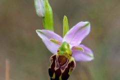 Bee Orchid (Ophrys apifera), Thorne Moor.