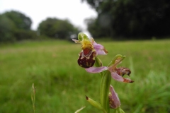 Bee Orchid (Ophrys apifera), Lindrick Common, Yorks