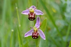 Bee Orchid (Ophrys apifera), Lindrick.