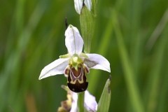 Bee Orchid (Ophrys apifera), Lindrick.