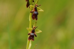 Fly Orchid (Ophrys insectifera), Gait Barrows NNR, Lancs.