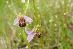 Bee Orchid (Ophreys apifera), Thorne Moor.